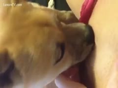 Puppy licking throughout the pants